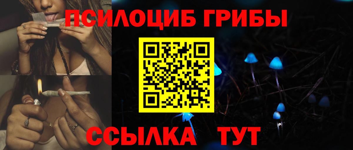 наркотики  Вход с VPN  Гатчина  Псилоцибиновые грибы Psilocybe 